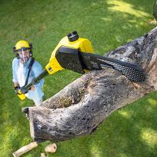 Professional Tree Care in Moose Lake, MN