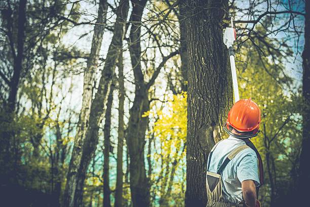How Our Tree Care Process Works  in  Moose Lake, MN